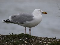 Larus argentatus 123, Zilvermeeuw, Saxifraga-Peter Meininger