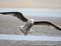 Larus argentatus 147, Zilvermeeuw, Saxifraga-Tom Heijnen