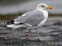 Larus argentatus 148, Zilvermeeuw, Saxifraga-Tom Heijnen