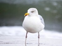 Larus argentatus 155, Zilvermeeuw, Saxifraga-Bart Vastenhouw