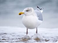 Larus argentatus 158, Zilvermeeuw, Saxifraga-Bart Vastenhouw