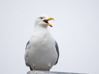 Larus argentatus 160, Zilvermeeuw, Saxifraga-Bart Vastenhouw