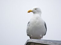 Larus argentatus 161, Zilvermeeuw, Saxifraga-Bart Vastenhouw