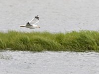 Larus armenicus