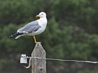 Larus armenicus 2, Armeense meeuw, Saxifraga-Tom Heijnen