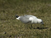 Larus canus 1, Stormmeeuw, adult, Saxifraga-Jan van der Straaten