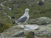 Larus canus 10, Stormmeeuw, Saxifraga-Willem van Kruijsbergen