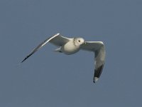 Larus canus 11, Stormmeeuw, winter plumage, adult, Saxifraga-Jan van der Straaten