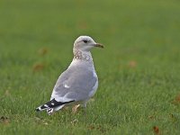 Larus canus 12, Stormmeeuw, Saxifraga-Luc Hoogenstein