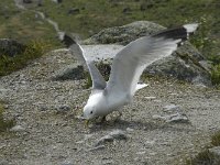 Larus canus 13, Stormmeeuw, Saxifraga-Willem van Kruijsbergen