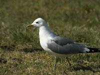 Larus canus 14, Stormmeeuw, adult, Saxifraga-Jan van der Straaten