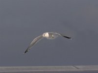 Larus canus 15, Stormmeeuw, Saxifraga-Luc Hoogenstein