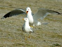 Larus canus 16, Stormmeeuw, Saxifraga-Piet Munsterman