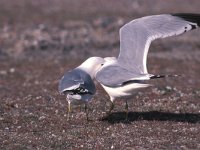 Larus canus 17, Stormmeeuw, display, Saxifraga-Piet Munsterman