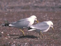 Larus canus 18, Stormmeeuw, display, Saxifraga-Piet Munsterman