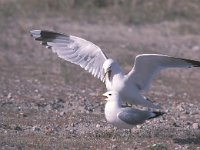 Larus canus 19, Stormmeeuw, display, Saxifraga-Piet Munsterman