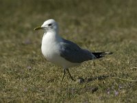 Larus canus 2, Stormmeeuw, adult, Saxifraga-Jan van der Straaten