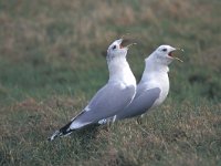 Larus canus 20, Stormmeeuw, display, Saxifraga-Piet Munsterman