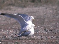 Larus canus 21, Stormmeeuw, display, Saxifraga-Piet Munsterman