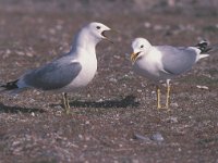 Larus canus 22, Stormmeeuw, display, Saxifraga-Piet Munsterman