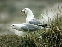 Larus canus 23, Stormmeeuw, display, Saxifraga-Piet Munsterman