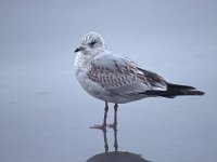 Larus canus 24, Stormmeeuw, juvenile, Saxifraga-Piet Munsterman