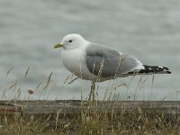 Larus canus 25, Stormmeeuw, Saxifraga-Jan van der Straaten