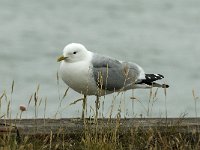 Larus canus 26, Stormmeeuw, Saxifraga-Jan van der Straaten