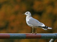 Larus canus 27, Stormmeeuw, Saxifraga-Luc Hoogenstein