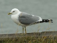 Larus canus 28, Stormmeeuw, Saxifraga-Jan van der Straaten