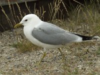 Larus canus 29, Stormmeeuw, Saxifraga-Jan van der Straaten