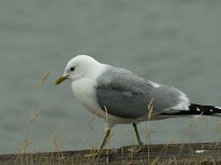 Larus canus 3, Stormmeeuw, Saxifraga-Jan van der Straaten