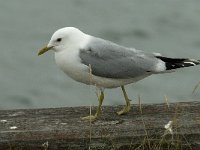 Larus canus 30, Stormmeeuw, Saxifraga-Jan van der Straaten