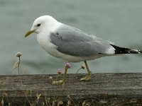 Larus canus 31, Stormmeeuw, Saxifraga-Jan van der Straaten