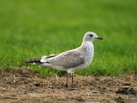 Larus canus 32, Stormmeeuw, juvenile, Saxifraga-Piet Munsterman