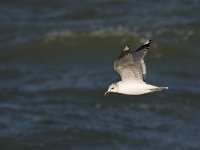 Larus canus 33, Stormmeeuw, Saxifraga-Rik Kruit