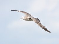 Larus canus 34, Stormmeeuw, Saxifraga-Bart Vastenhouw