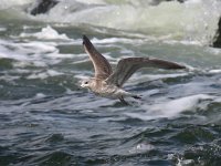 Larus canus 35, Stormmeeuw, Saxifraga-Bart Vastenhouw