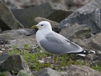 Larus canus 36, Stormmeeuw, Saxifraga-Kees van Berkel : stormmeeuw