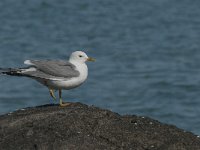 Larus canus 38, Stormmeeuw, Saxifraga-Jan van der Straaten