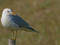 Larus canus 39, Stormmeeuw, Saxifraga-Jan van der Straaten