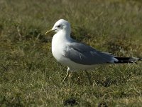 Larus canus 4, Stormmeeuw, adult, Saxifraga-Jan van der Straaten