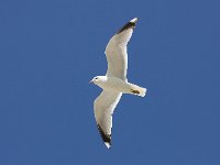 Larus canus 41, Stormmeeuw, Saxifraga-Bart Vastenhouw