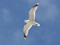 Larus canus 42, Stormmeeuw, Saxifraga-Bart Vastenhouw