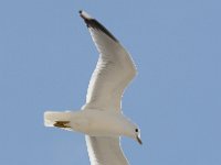 Larus canus 43, Stormmeeuw, Saxifraga-Bart Vastenhouw