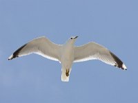 Larus canus 44, Stormmeeuw, Saxifraga-Bart Vastenhouw