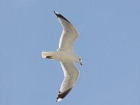 Larus canus 45, Stormmeeuw, Saxifraga-Bart Vastenhouw