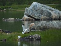 Larus canus 46, Stormmeeuw, Saxifraga-Hans Dekker