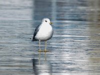 Larus canus 47, Stormmeeuw, Saxifraga-Bart Vastenhouw