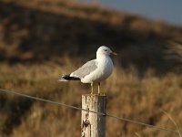 Larus canus 49, Stormmeeuw, Saxifraga-Dirk Hilbers